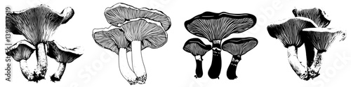 Detailed black and white illustrations of various mushroom species showcasing unique shapes and textures in a naturalistic style