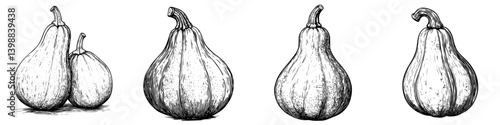 Various shapes and sizes of gourds arranged in a display for an autumn harvest festival celebration