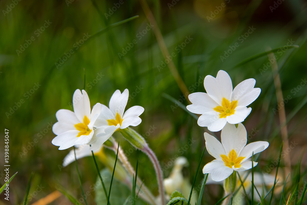 White common primrose (Primula vulgaris) in a garden lawn in England. White common primrose (Primula vulgaris) in a garden lawn in England.
