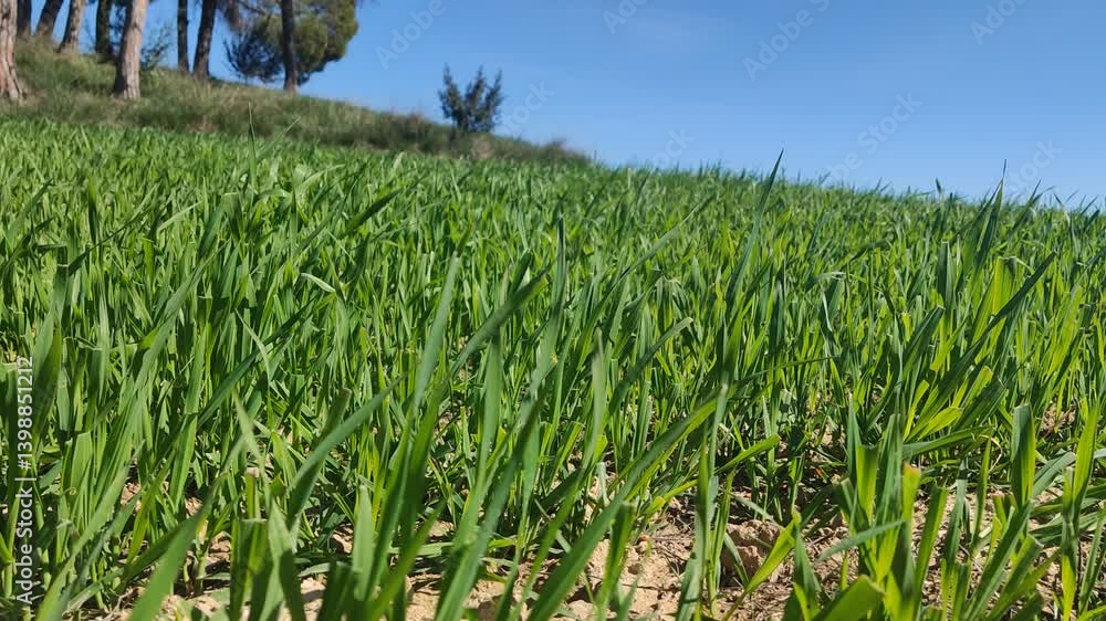 Green grass field swaying in the wind under blue sky Green grass field swaying in the wind under blue sky