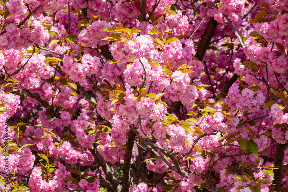 Sakura tree flowers in full bloom