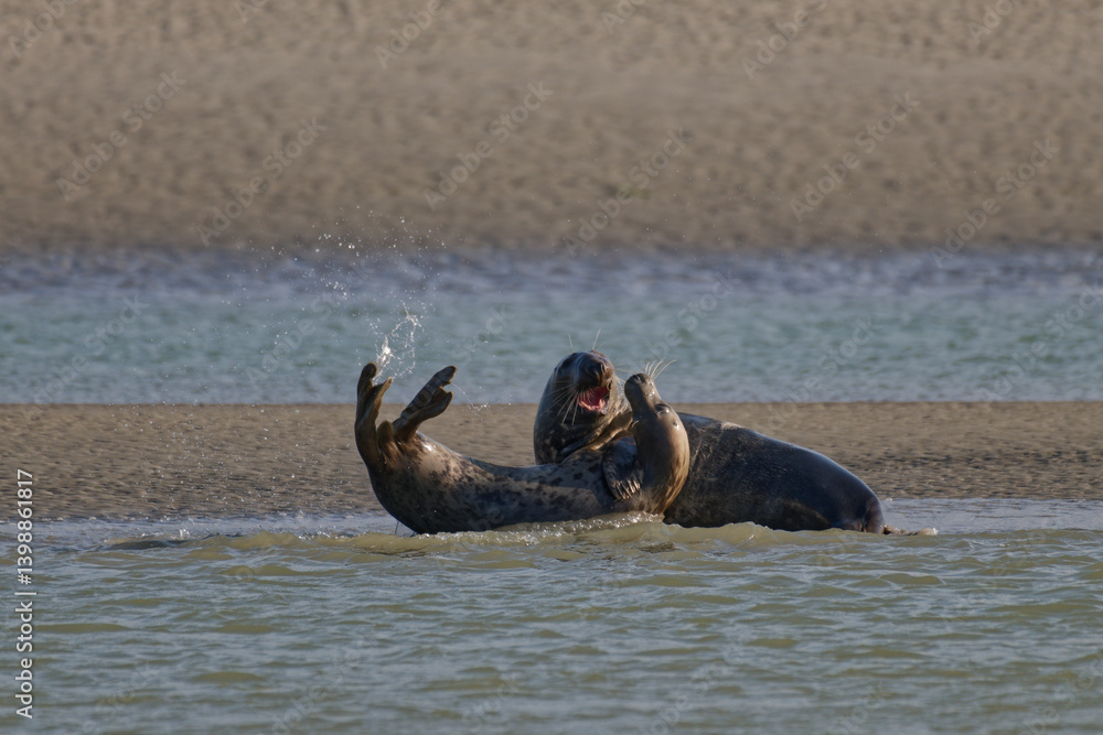 Fototapeta premium Phoque veau-marin