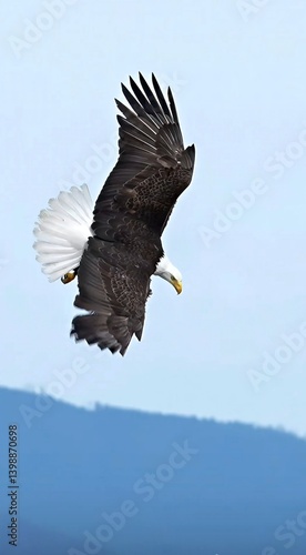 american bald eagle in flight