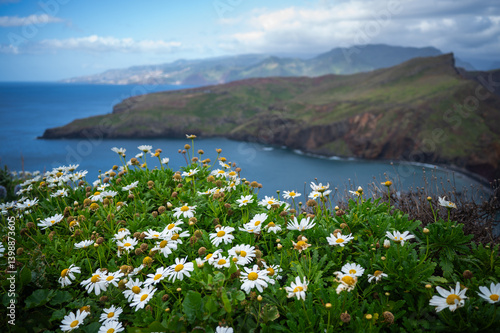 flowers on the coast