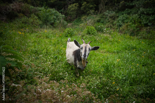 goat in the meadow