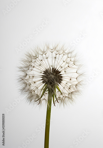 Wallpaper Mural Single Dandelion Seed Head on Minimal Light Background Torontodigital.ca