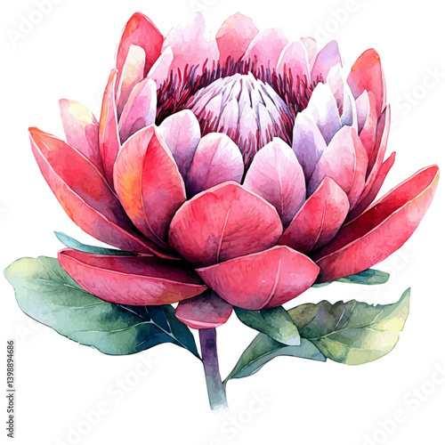 watercolor of Protea Branch, vector, isolated on a white background.
