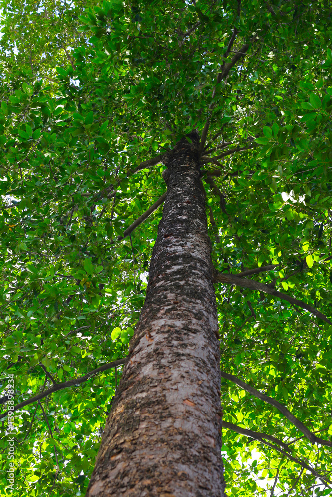 Fototapeta premium Looking up from down tree, Dipterocarpus tree, Big tree in Vietnam