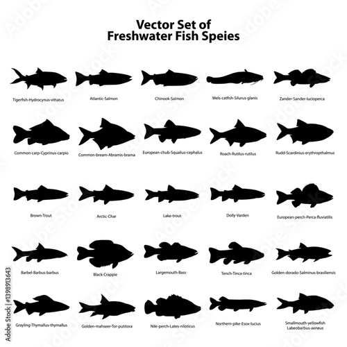 Vector Set of Freshwater Fish Silhouettes with Latin Names Perfect for School Posters, Fishing Infographics, Nature Conservation Projects, Wildlife Study Guides, and Scientific Illustration Design