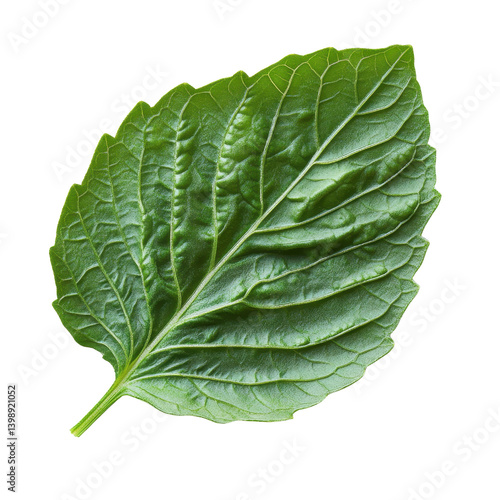 fresh green basil leaf Isolated on white transparent background