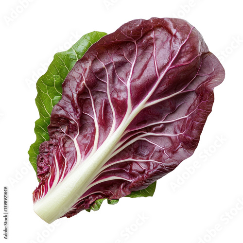 fresh green radicchio leaf Isolated on white transparent background