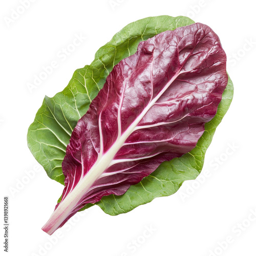fresh green radicchio leaf Isolated on white transparent background