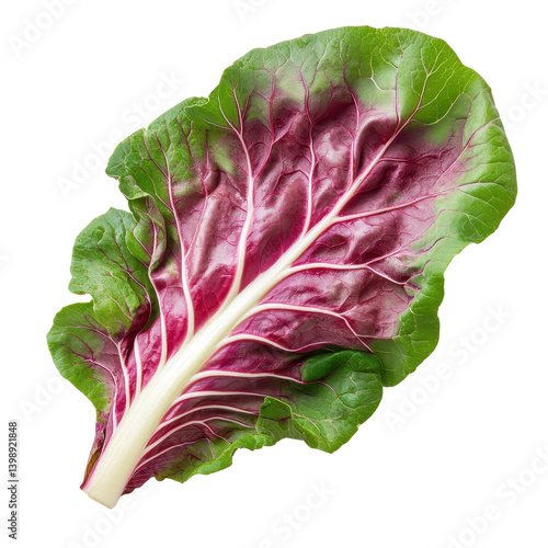 fresh green radicchio leaf Isolated on white transparent background