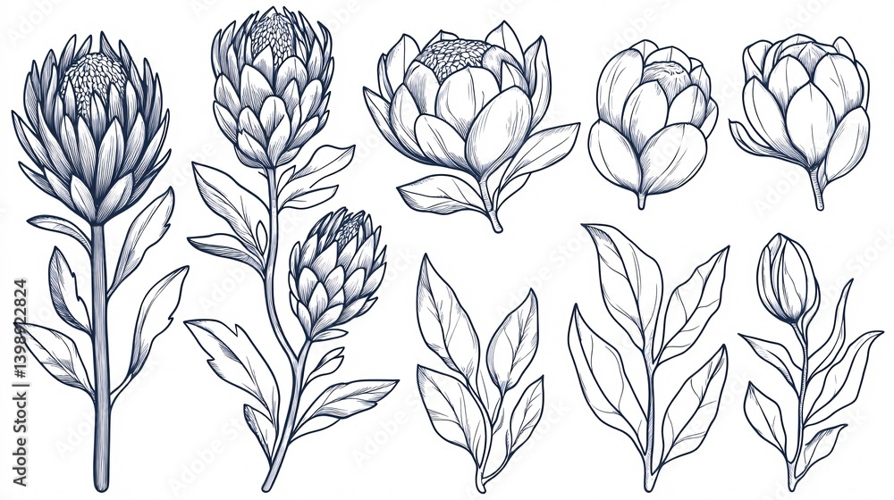 Vector Set of Outline Protea Flowers and Leaves in Elegant Design Vector Set of Outline Protea Flowers and Leaves in Elegant Design
