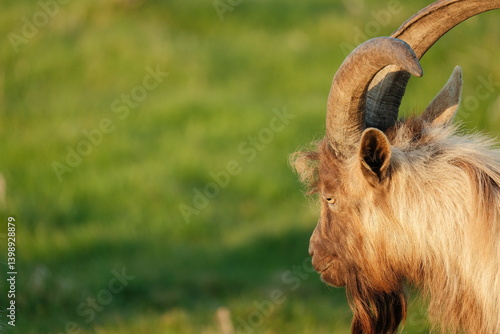 Canvas Print portrait of a goat on Dalkey island Dublin Ireland