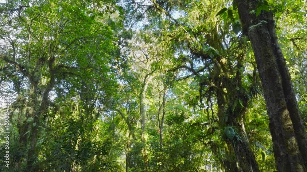 Flying through between trees in a dense forest Flying through between trees in a dense forest