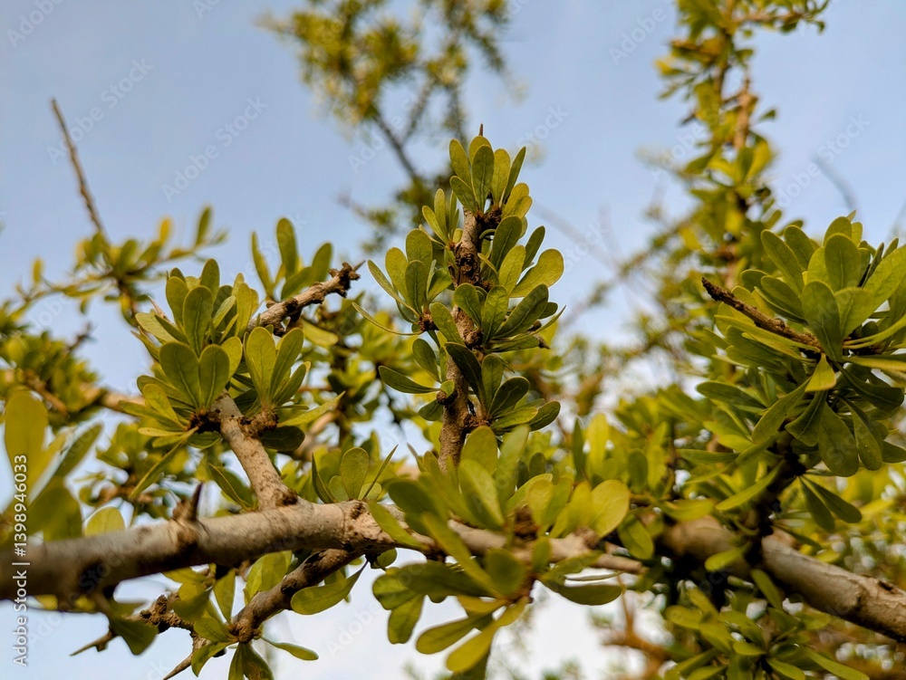Argan tree branch Argan tree branch