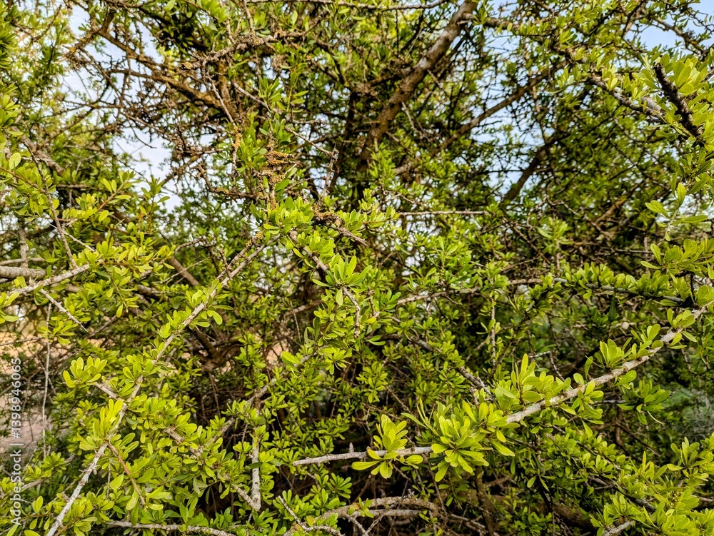 Obraz premium Argan tree branch