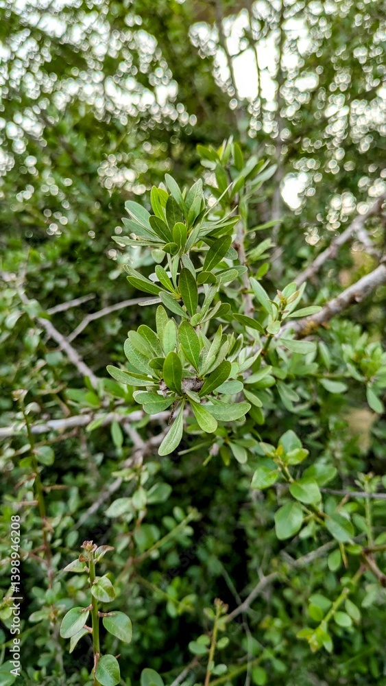 Argan tree branch Argan tree branch