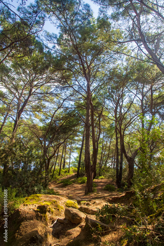 Pine is the name given to coniferous species that include forest trees from the Pinus genus of the Pinaceae family.