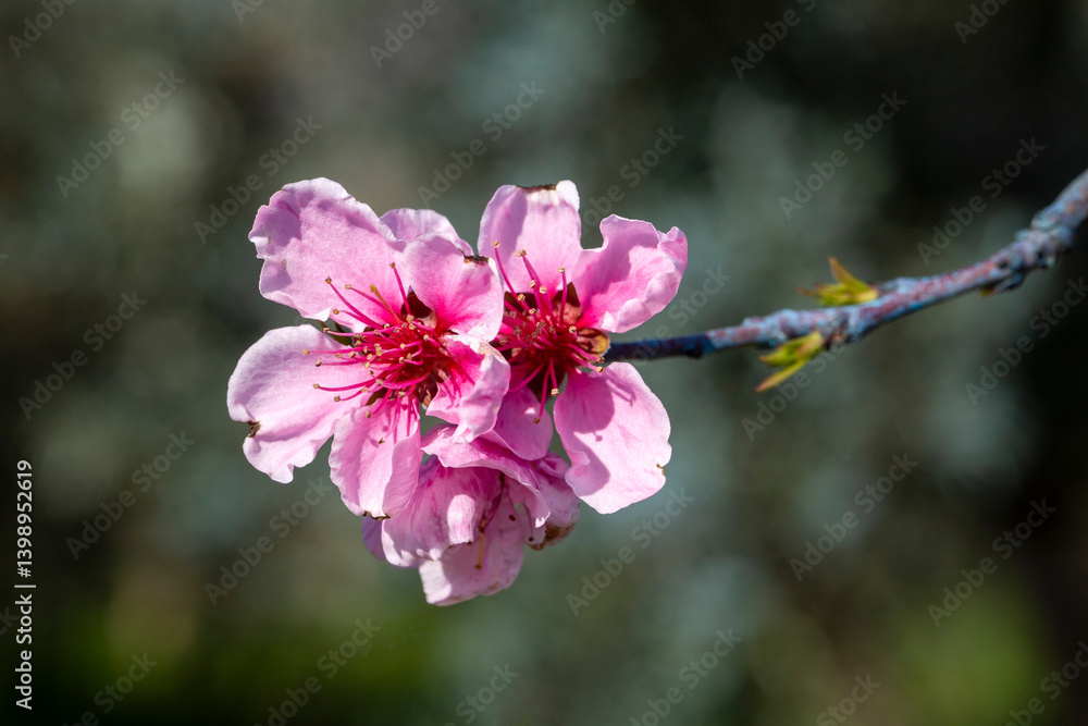 Peach tree in bloom in spring