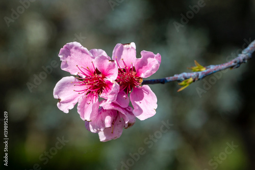 Obraz na płótnie Peach tree in bloom in spring w salonie