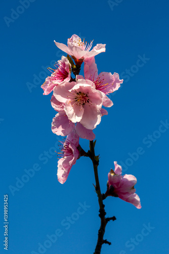 Obraz na płótnie Peach tree in bloom in spring w salonie