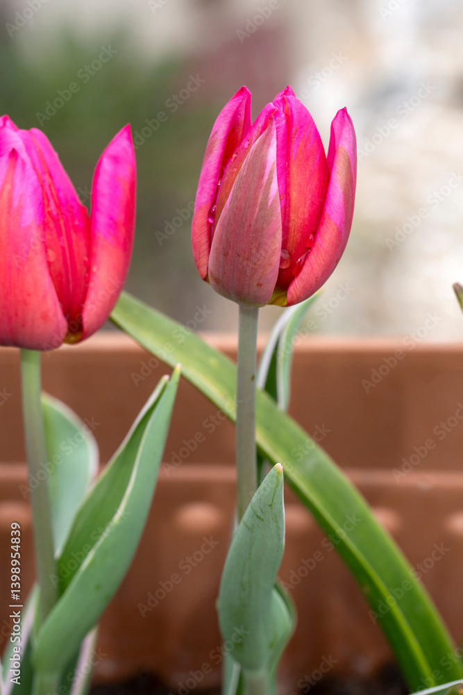 Tulip blooming in the garden