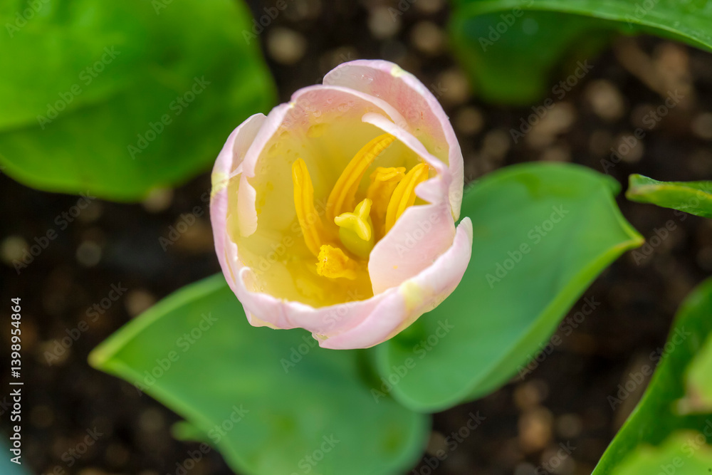 Tulip blooming in the garden
