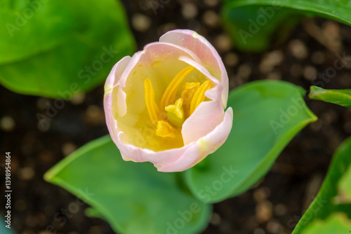 Obraz na płótnie Tulip blooming in the garden w salonie