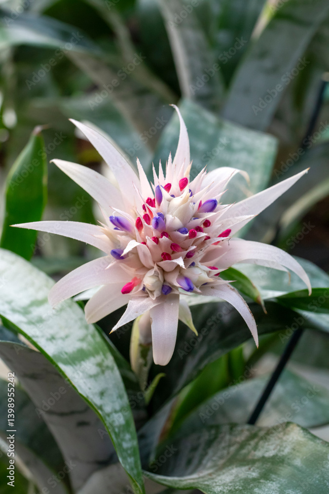 Aechmea fasciata flower,species of flowering plant in the Bromeliaceae family.