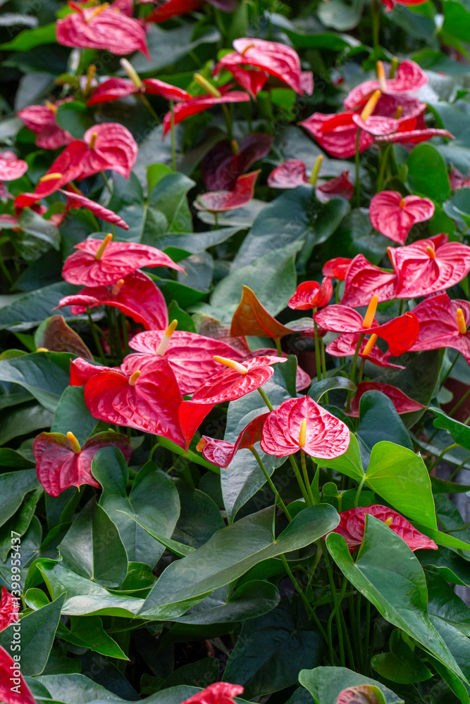 Flamingo flower Anthurium sp. Anthurium andraeanum (Flamingo Flower) The Leaves Flowers.