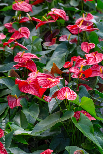 Obraz na płótnie Flamingo flower Anthurium sp. Anthurium andraeanum (Flamingo Flower) The Leaves Flowers. w salonie
