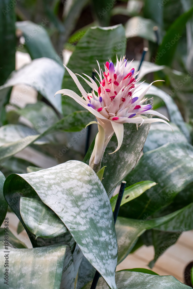 Aechmea fasciata flower,species of flowering plant in the Bromeliaceae family.