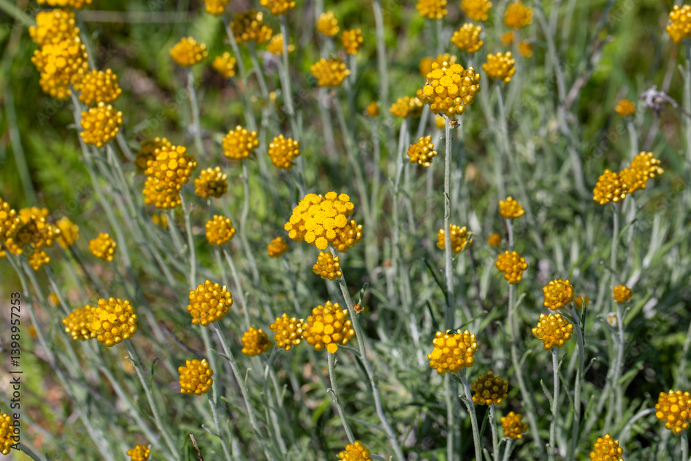 Helichrysum arenarium is also known as dwarf everlast, and as immortelle.