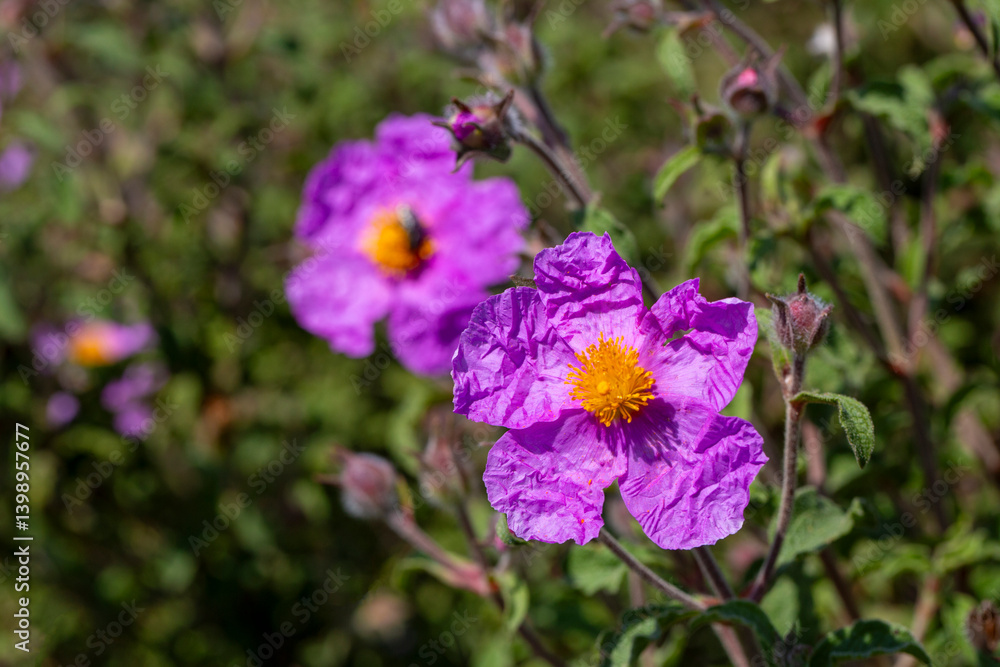 Laden; It is a plant species with white or pink flowers that make up the Cistus genus of the Cistaceae family.