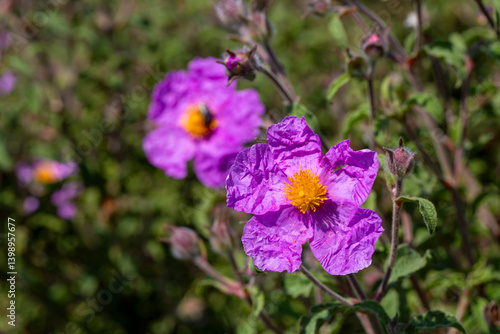 Obraz na płótnie Laden; It is a plant species with white or pink flowers that make up the Cistus genus of the Cistaceae family. w salonie