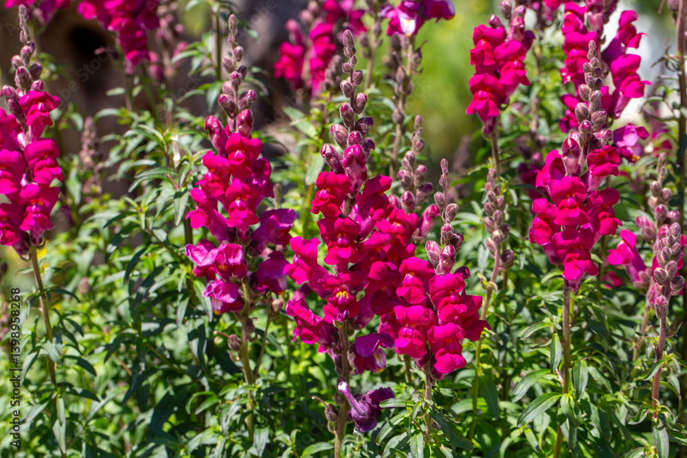 Antirrhinum is a plant genus belonging to the Plantaginaceae family.