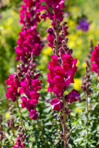 Obraz na płótnie Antirrhinum is a plant genus belonging to the Plantaginaceae family. w salonie