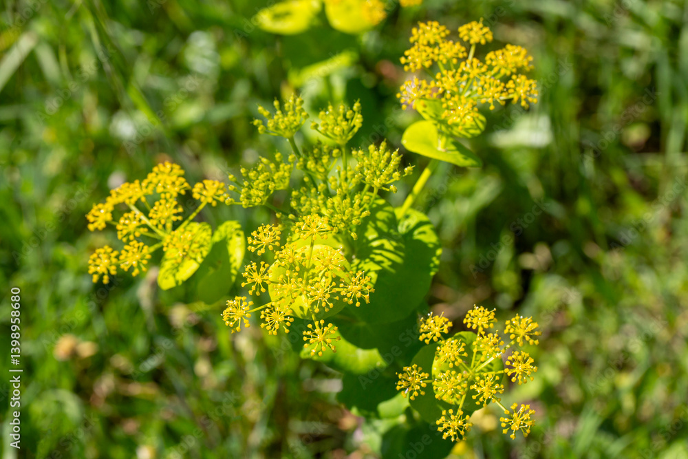 Smyrnium perfoliatum is a plant species from the Smyrnium genus of the Apiaceae family.