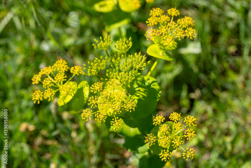 Obraz na płótnie Smyrnium perfoliatum is a plant species from the Smyrnium genus of the Apiaceae family. w salonie
