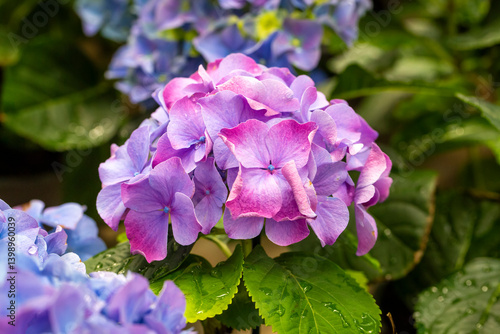 Obraz na płótnie Hydrangea macrophylla in flower show w salonie