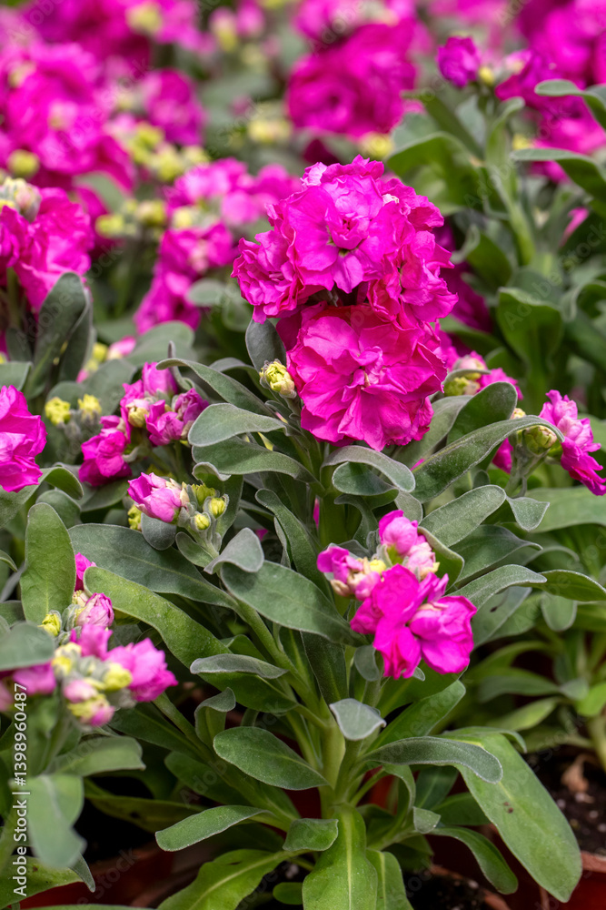Matthiola incana is a flower belonging to the Matthiola genus of the Brassicaceae family.