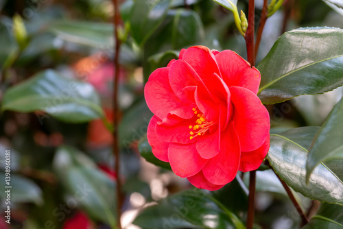 Obraz na płótnie Camellia is the common name of flowering plant species belonging to the genus Camellia of the tea family (Theaceae). w salonie
