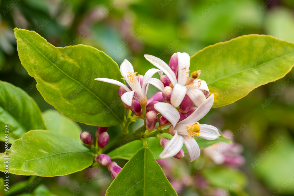 Tangerine tree or Orange tree or Lemon tree blossom flower