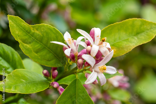 Obraz na płótnie Tangerine tree or Orange tree or Lemon tree blossom flower w salonie