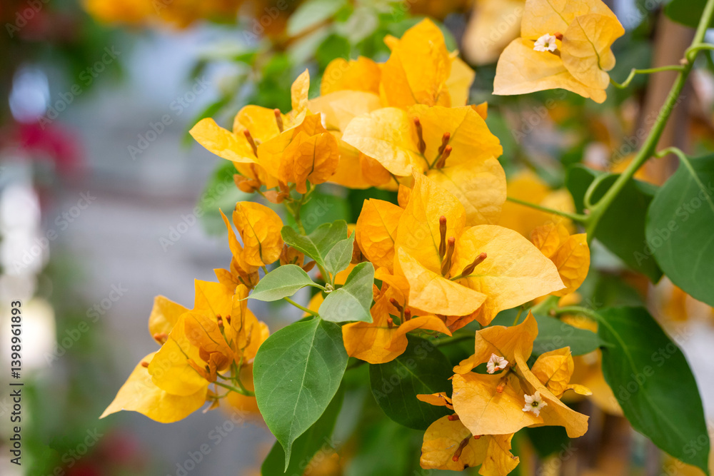 Blooming great bougainvillea (Bougainvillea spectabilis) close-up