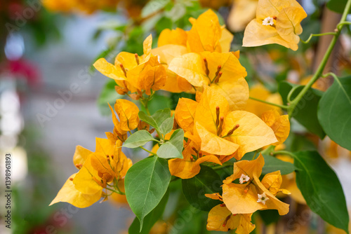 Obraz na płótnie Blooming great bougainvillea (Bougainvillea spectabilis) close-up w salonie