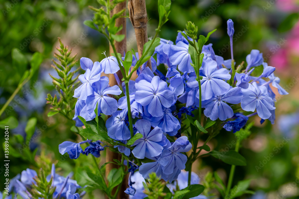Plumbago auriculata or blue jasmine is a species of plant belonging to the Plumbaginaceae family.