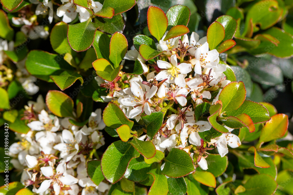Rhaphiolepis indica, the Indian hawthorn, India hawthorn or Hong Kong hawthorn is an evergreen shrub in the family Rosaceae.
